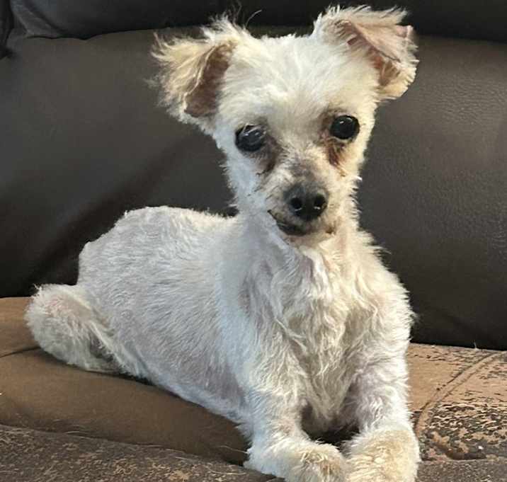 Photo of Pearl