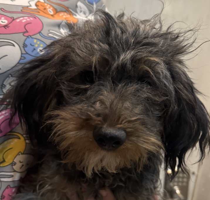 Photo of Yorkiepoo Prince