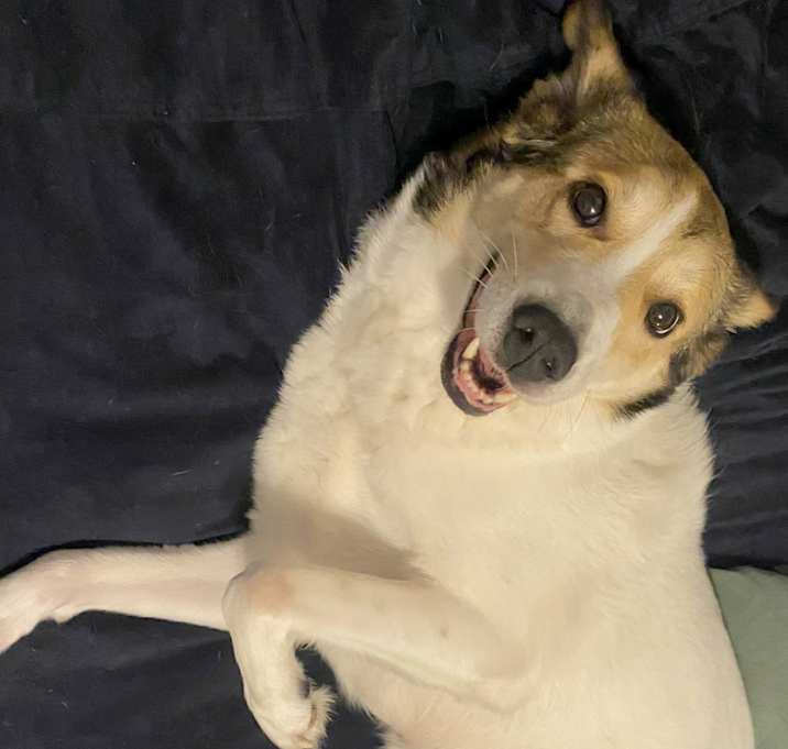 Photo of Bailey