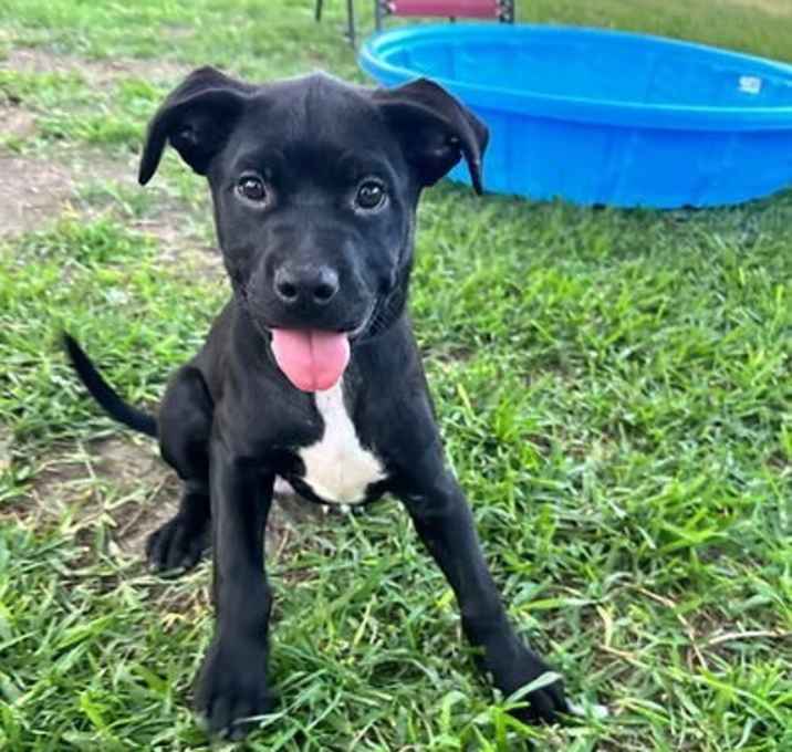 Photo of Flint