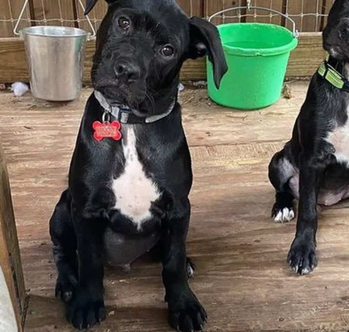 Photo of Flint