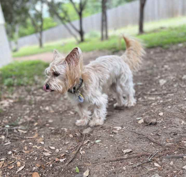 Photo of Baxter T