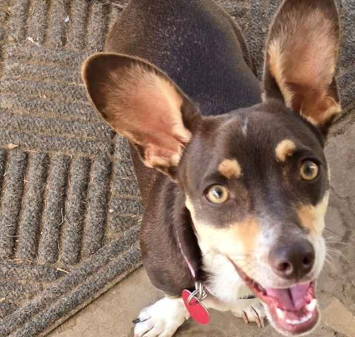 Photo of Luna Chi Weenie