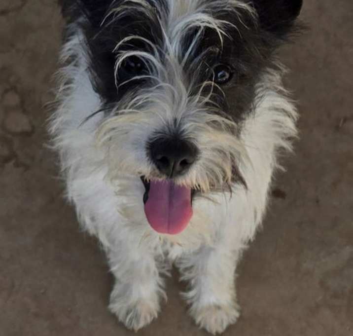 Photo of Carrie Schnauzer