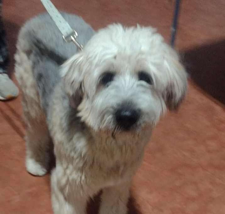 Photo of Rufus(Fuzzy)