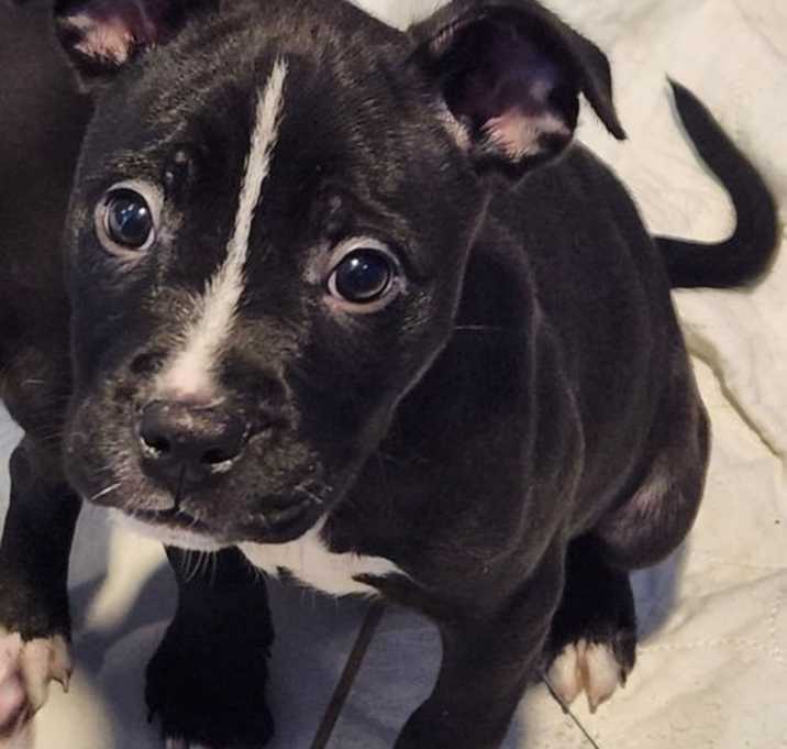 Photo of Phoebe