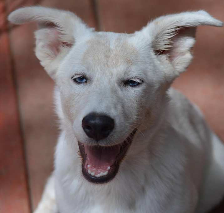 Photo of Skye