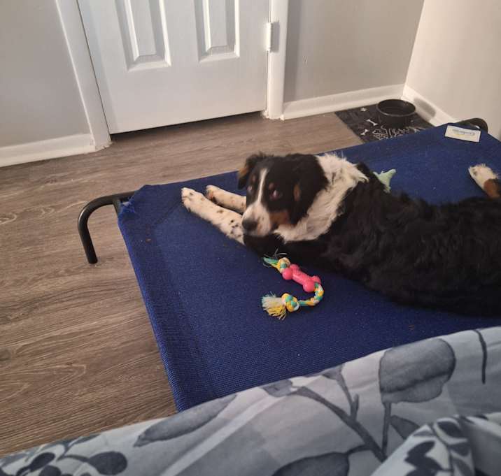 Photo of Clover