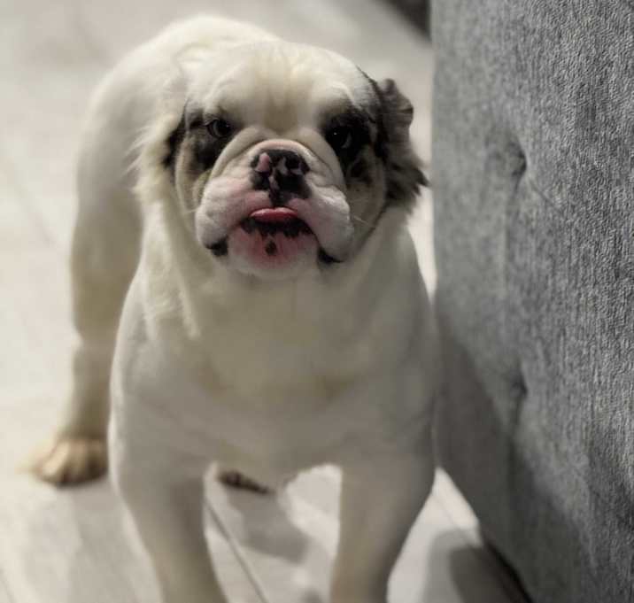 Photo of Chewy