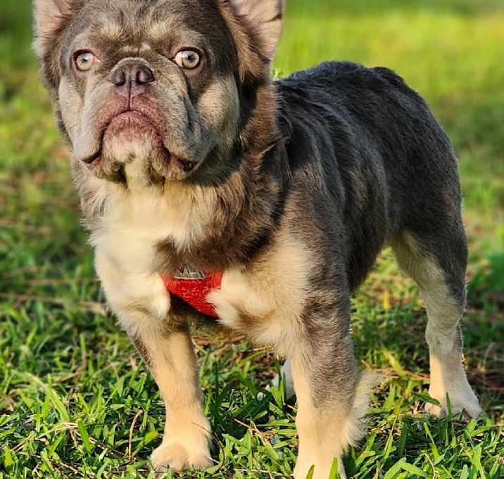 Photo of Optimus