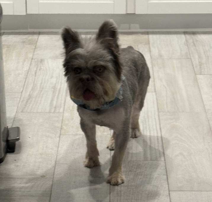 Photo of Snowball