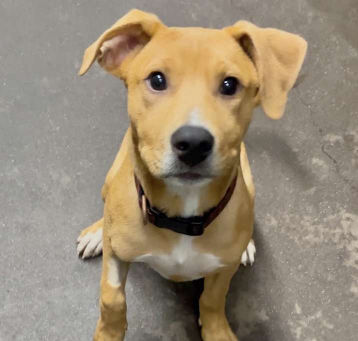 Photo of Bowser in CT