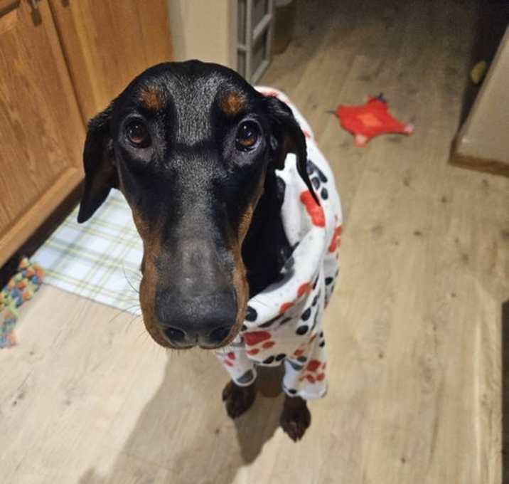 Photo of Candy Adoption Pending!
