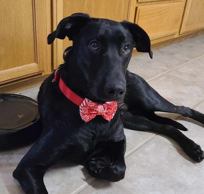 Photo of Pickle