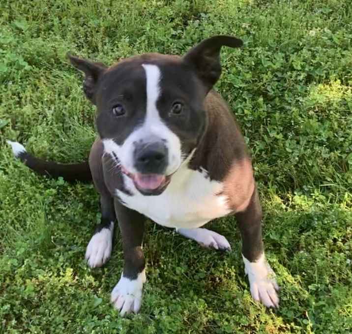 Photo of Nova