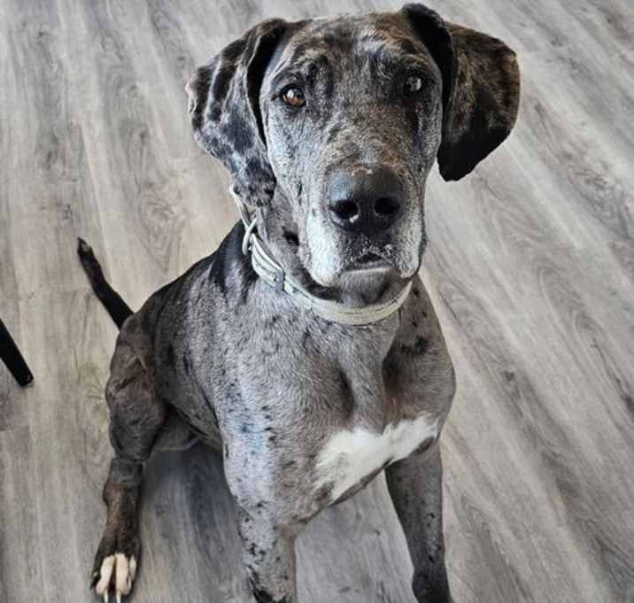 Photo of Chevy