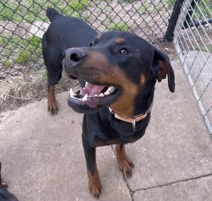 Photo of Brownie