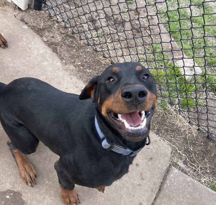 Photo of Chop