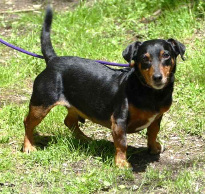 Photo of Ziggy (courtesy post)
