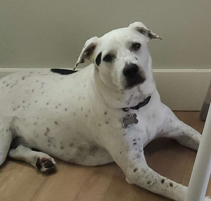 Photo of Niko