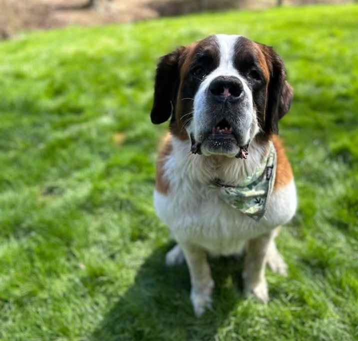 Photo of Dixie