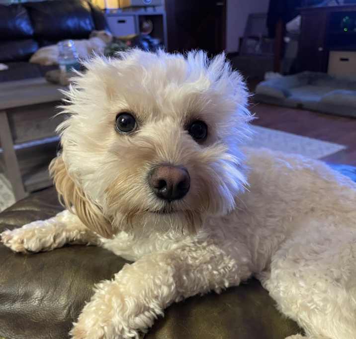 Photo of Bruno