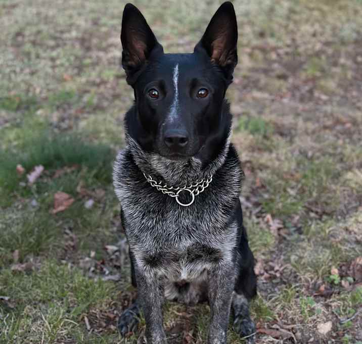 Photo of Charlie - NY