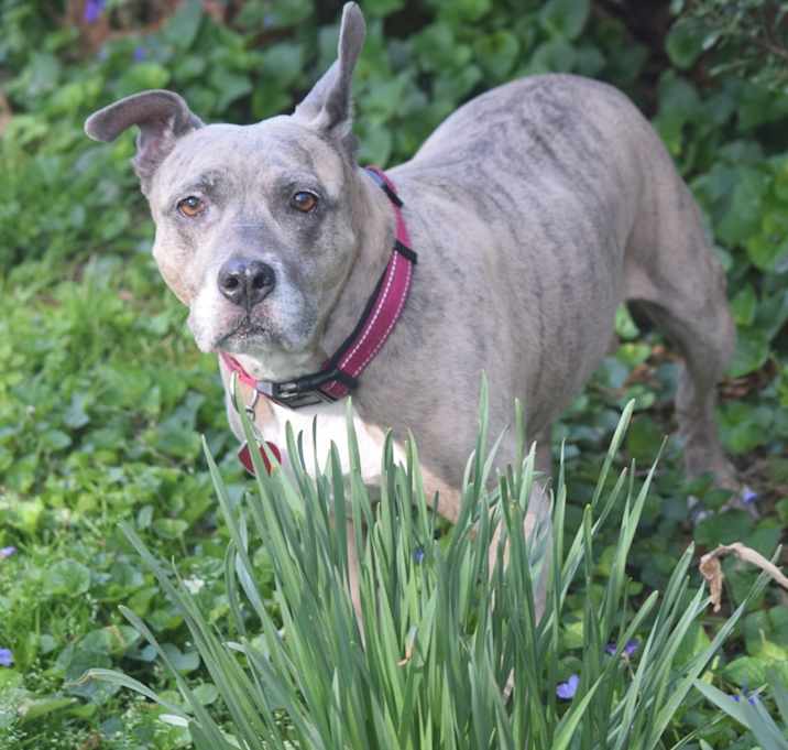 Photo of Rosie