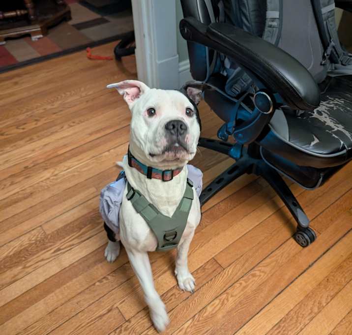 Photo of Puddles