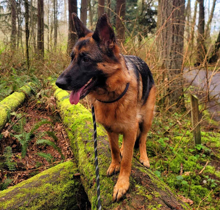 Photo of Luna