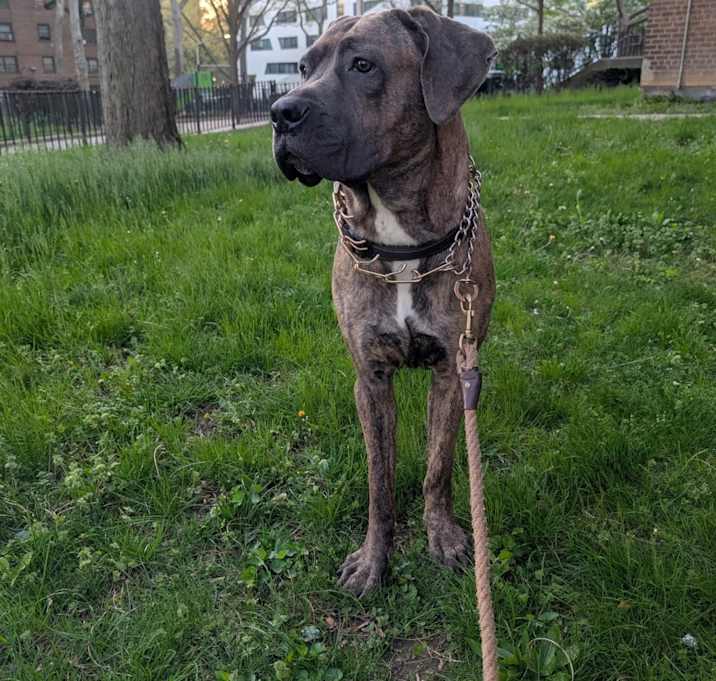 Photo of John wick