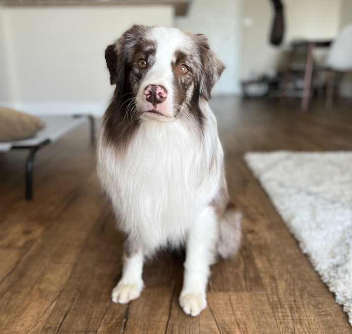 Photo of Lucky