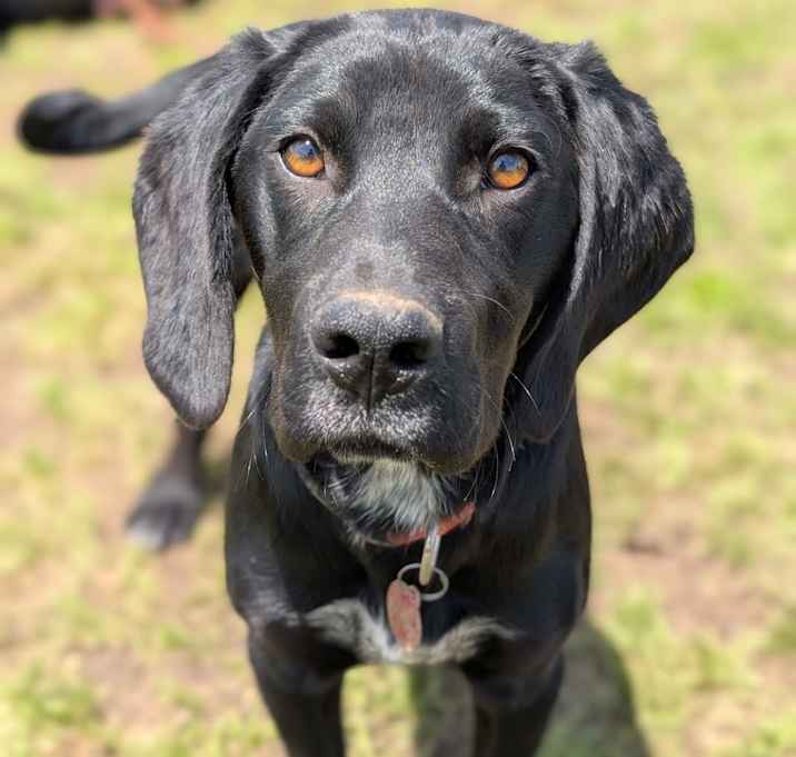 Photo of Cooper