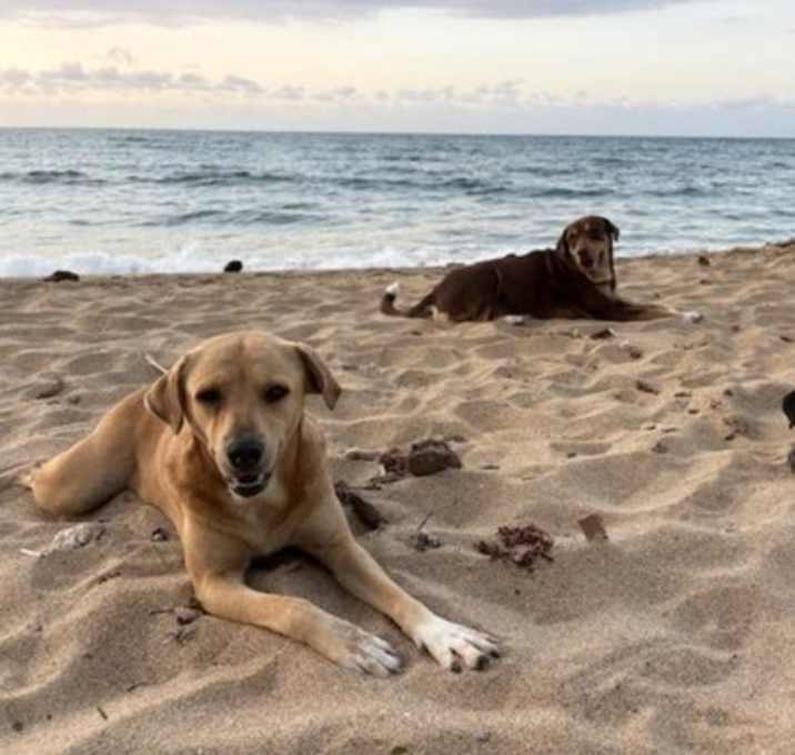 Photo of Puntas Pups