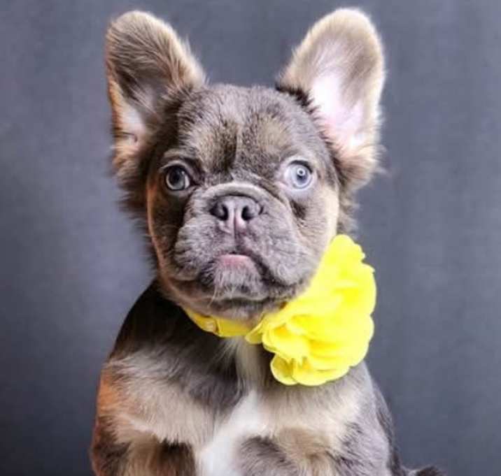 Photo of Babydoll- Mini Frenchie