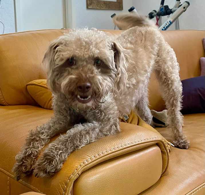 Photo of BailyBoy