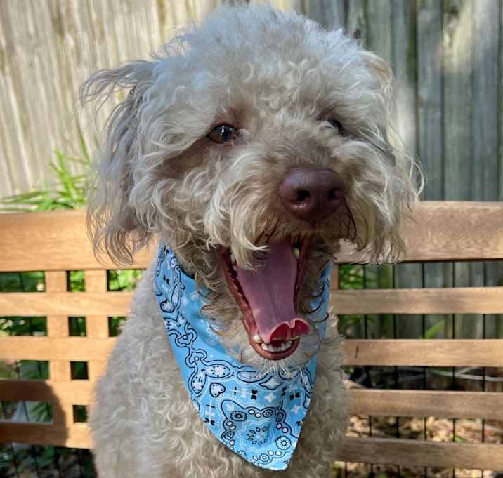 Photo of BailyBoy