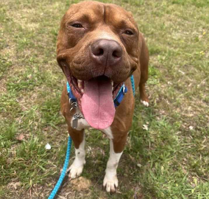 Photo of RUSTY