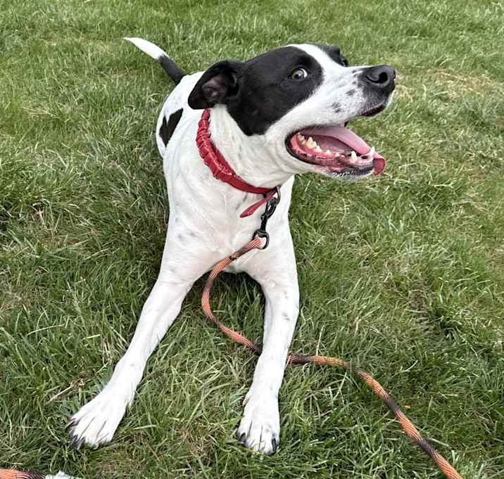 Photo of Bandit