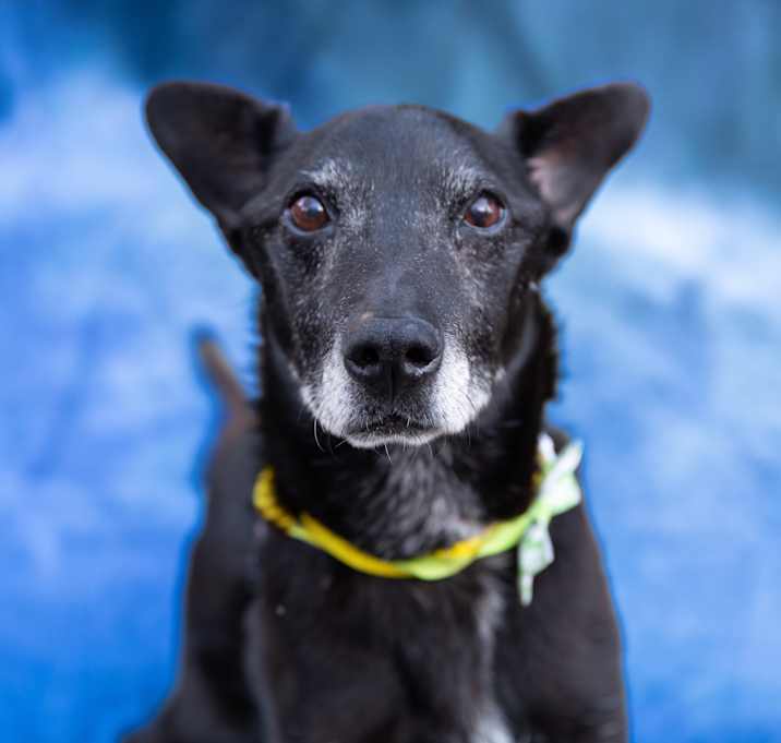 Photo of PeeWee