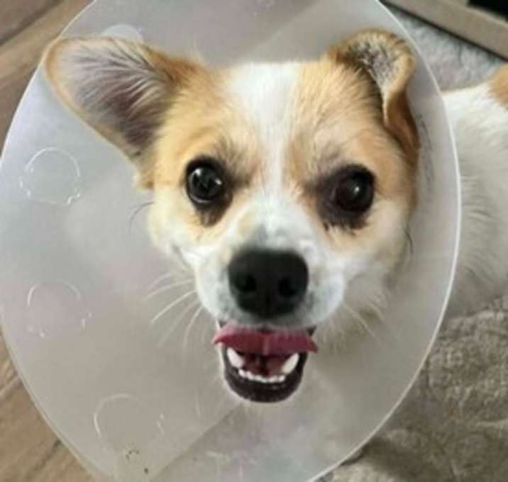 Photo of Peanut ~