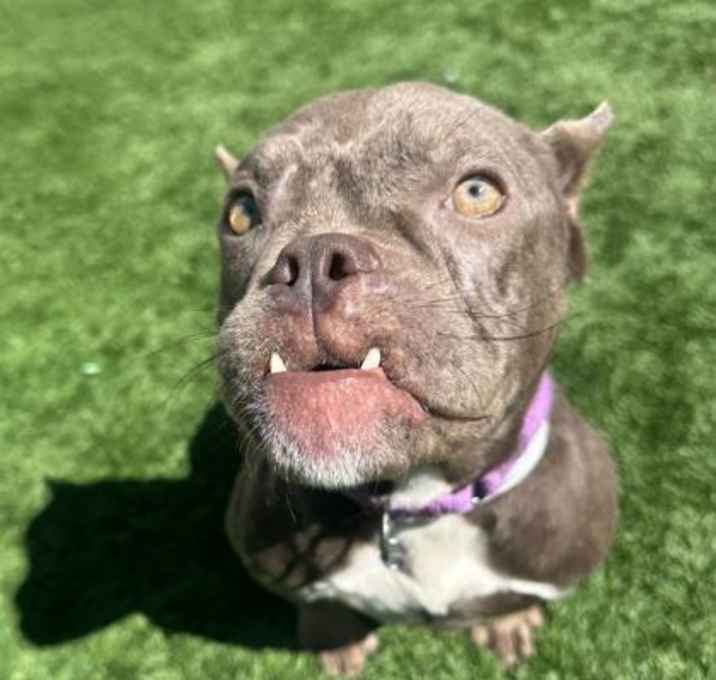 Photo of Petunia