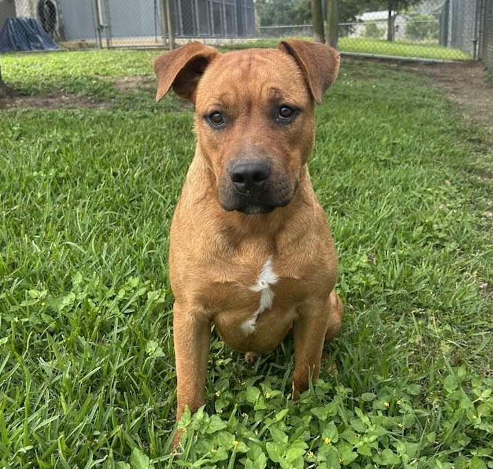 Photo of Bruno