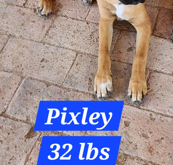 Photo of Pixley