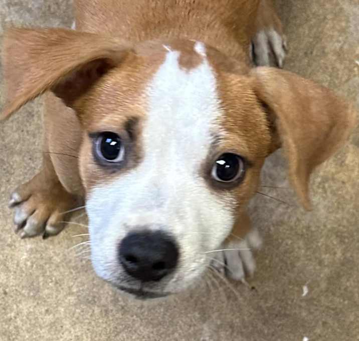 Photo of Copper