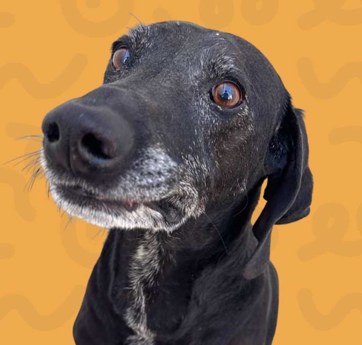 Photo of Lester