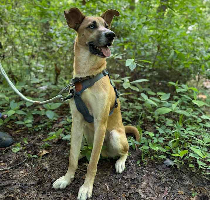 Photo of Scooby
