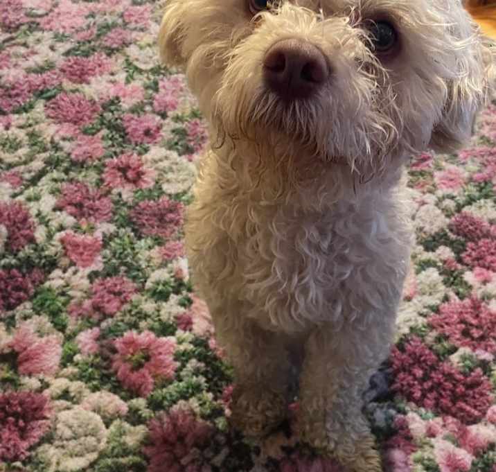 Photo of Buddy