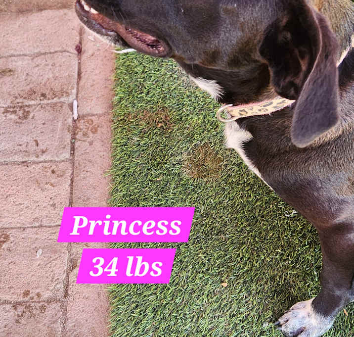 Photo of Princess