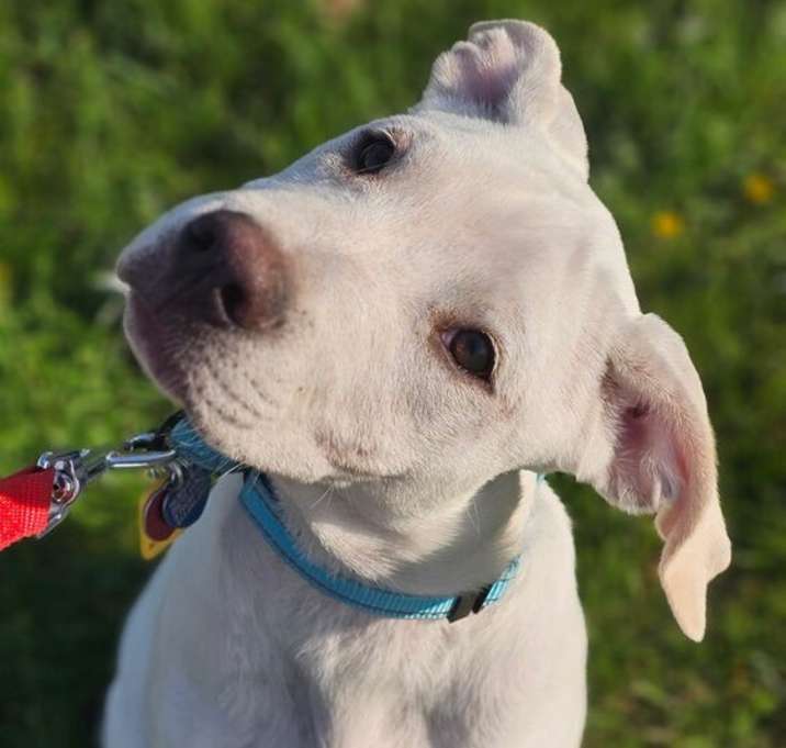 Photo of Enzo